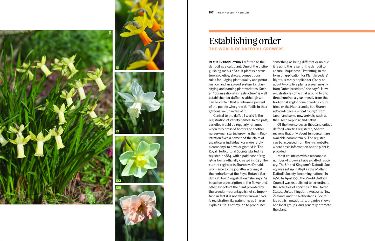 Daffodil: The remarkable story of the world's most popular spring flower