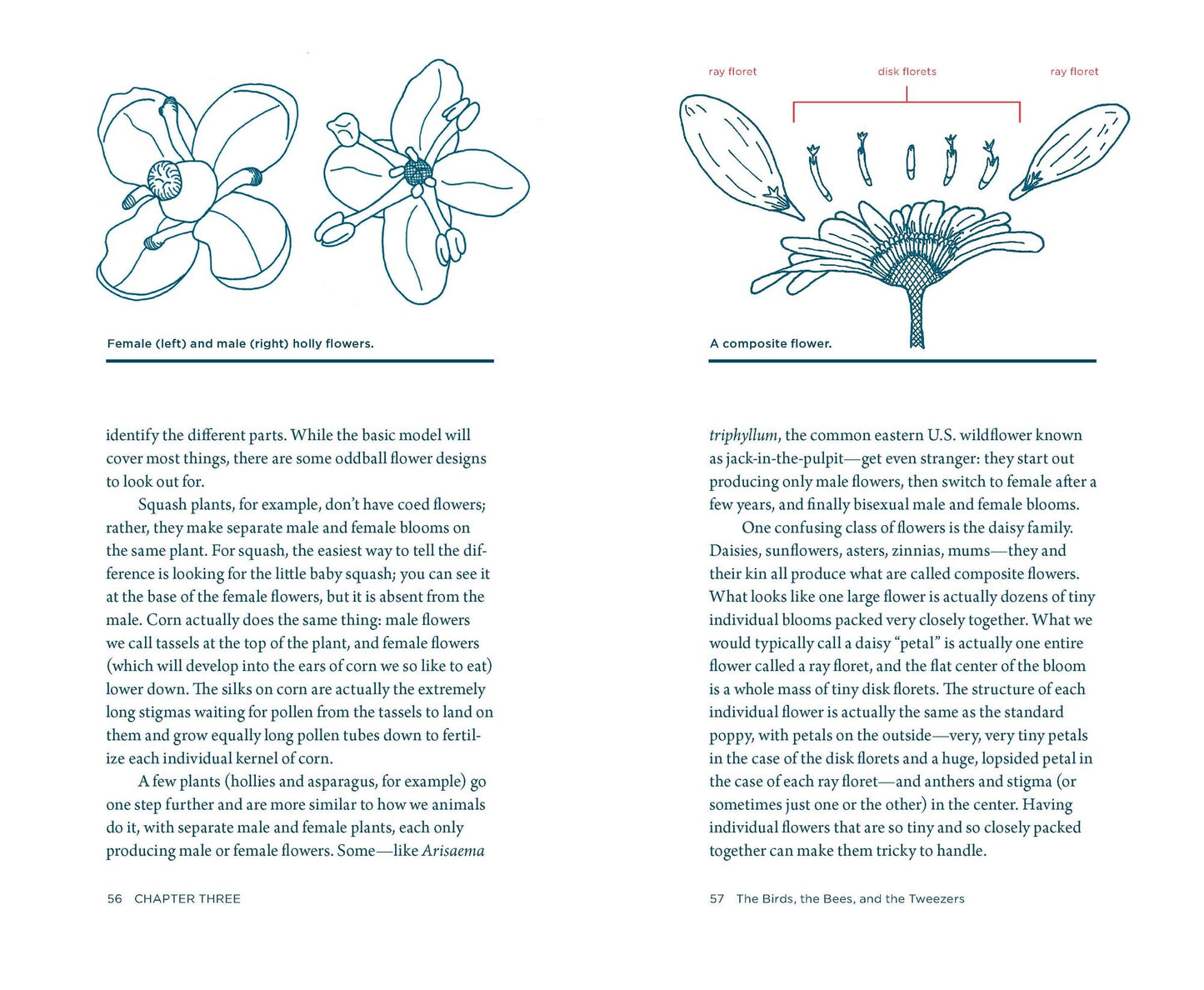 Plant Breeding for the Home Gardener: How to Create Unique Vegetables and Flowers