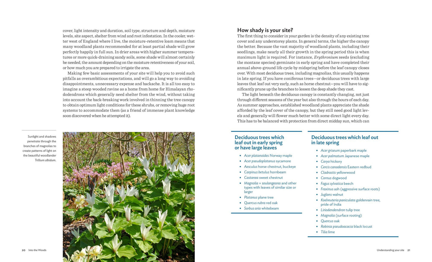Designing and Planting a Woodland Garden: Plants and Combinations that Thrive in the Shade