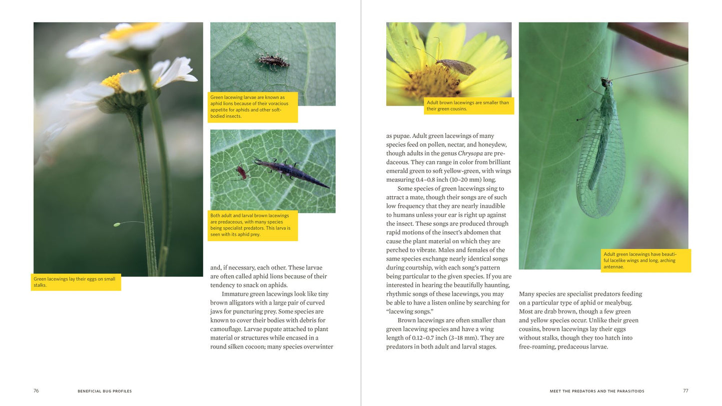 Attracting Beneficial Bugs to Your Garden: A Natural Approach to Pest Control
