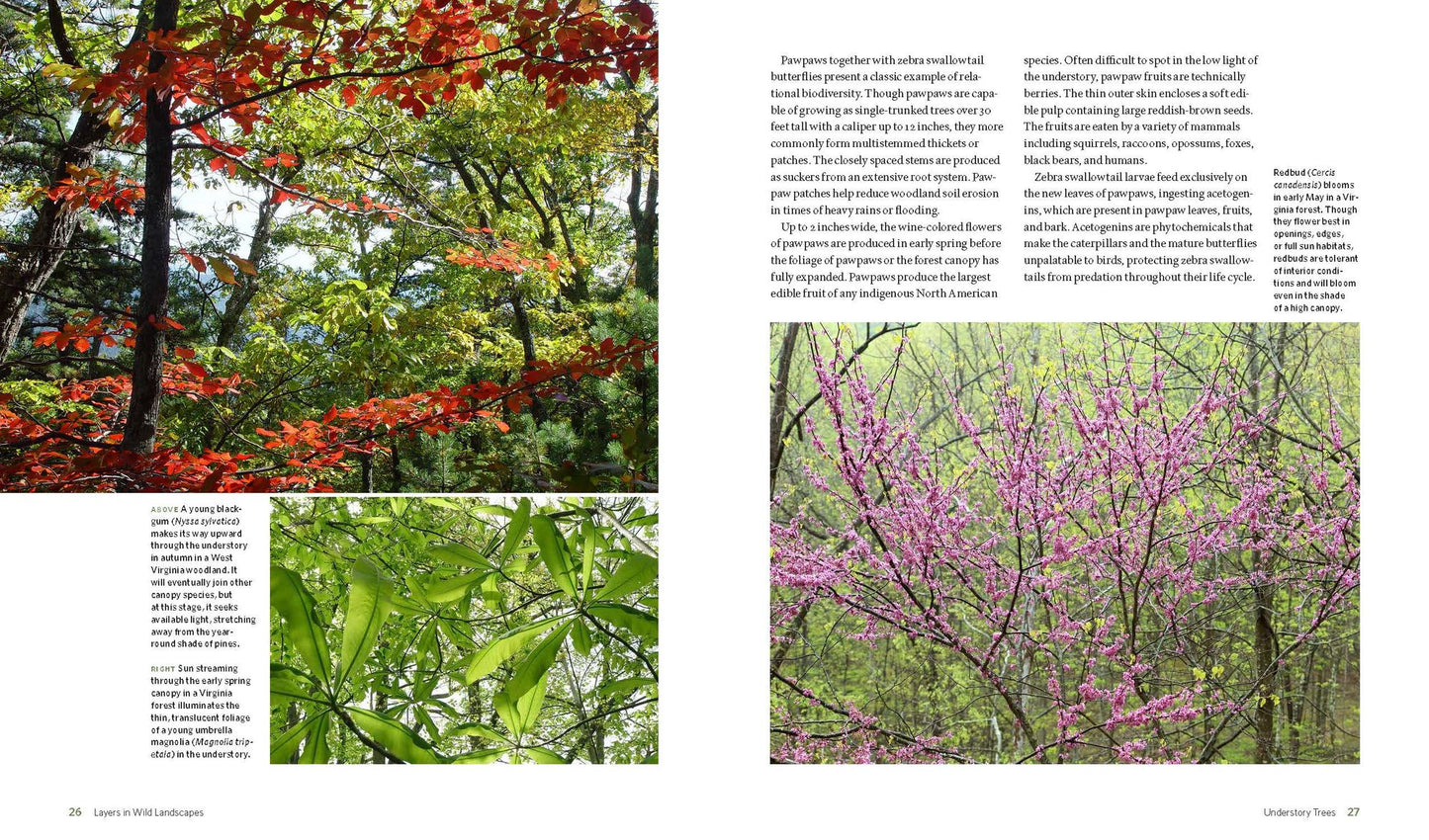 The Living Landscape: Designing for Beauty and Biodiversity in the Home Garden