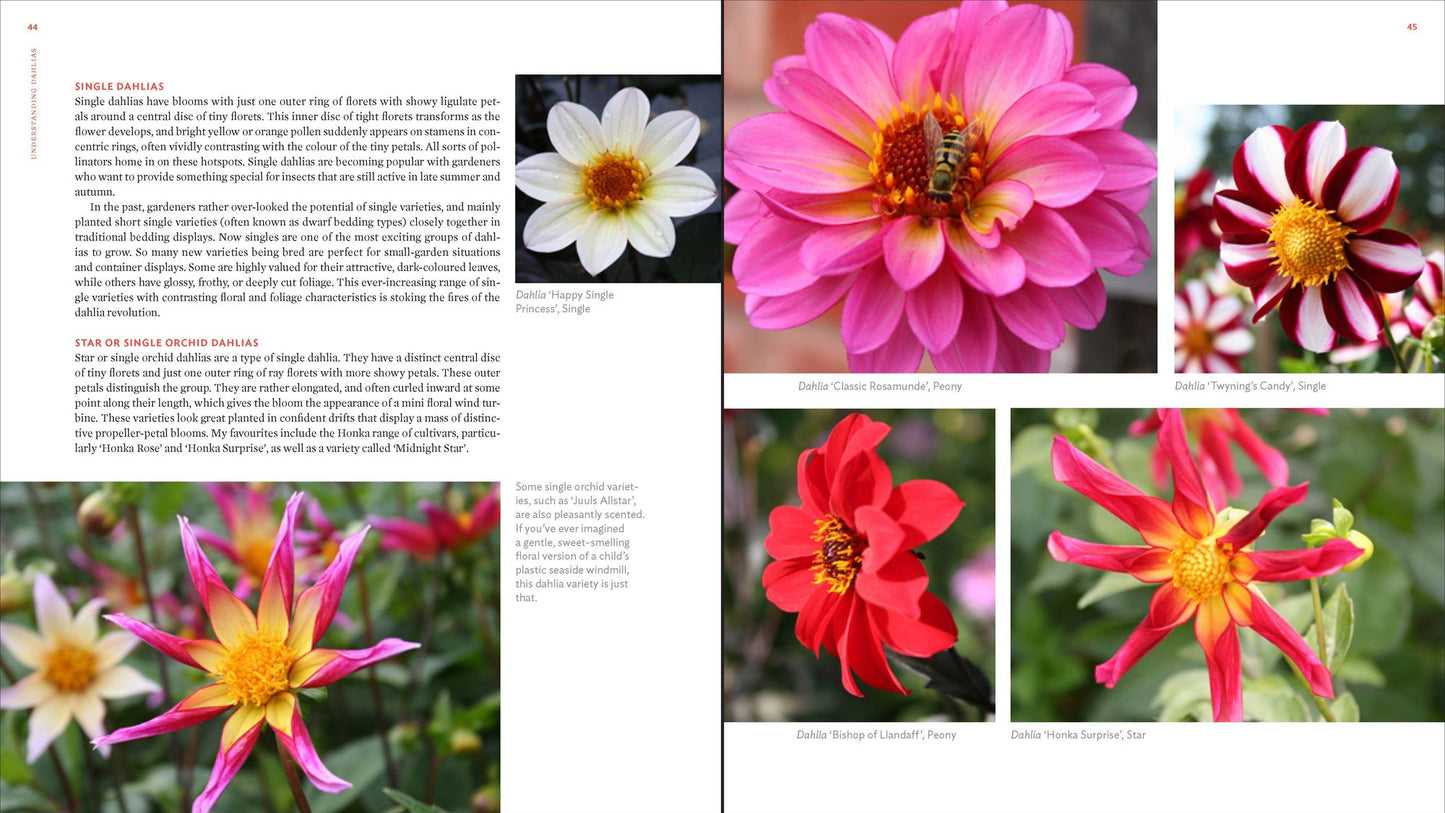The Plant Lover's Guide to Dahlias