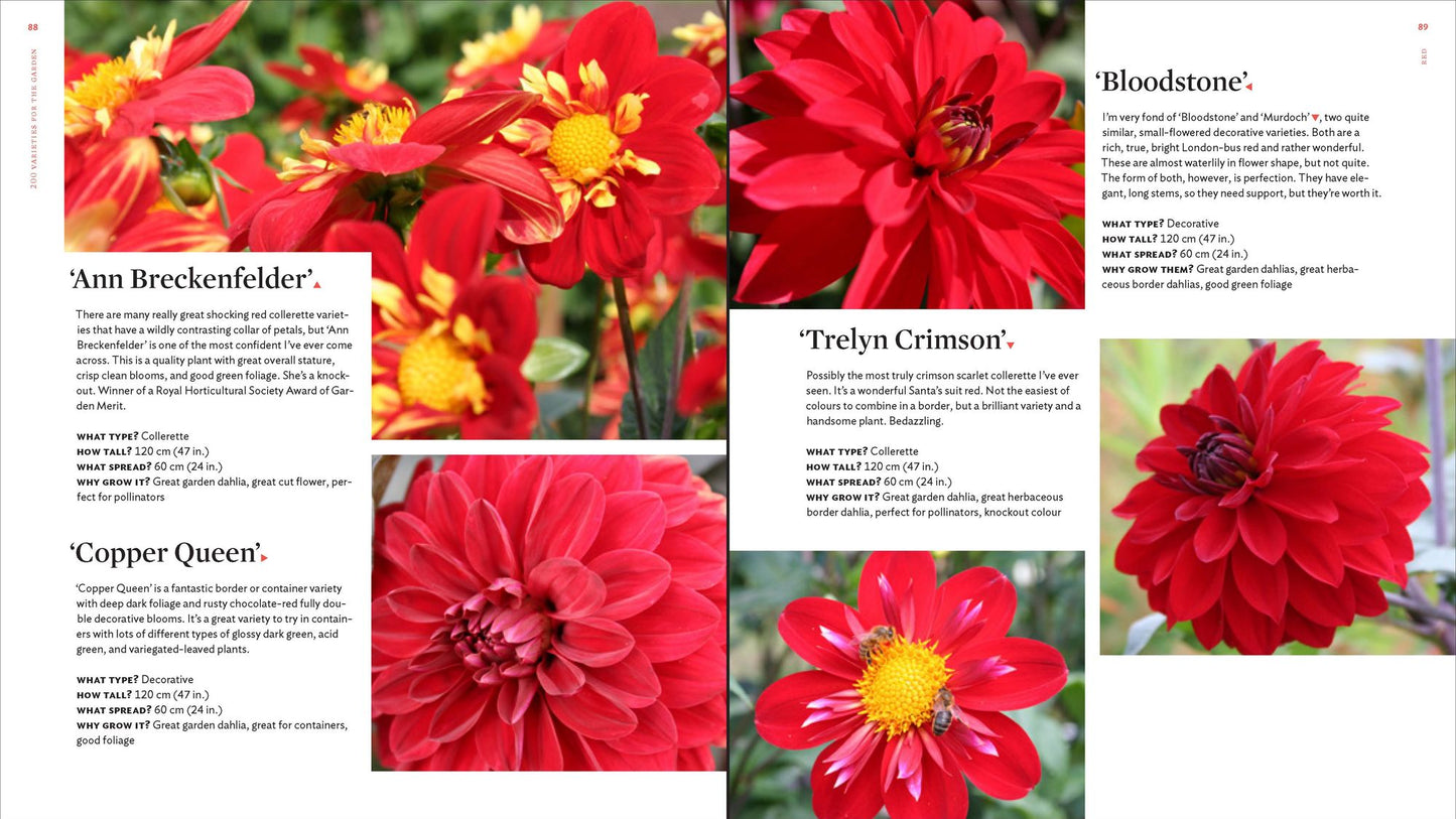The Plant Lover's Guide to Dahlias