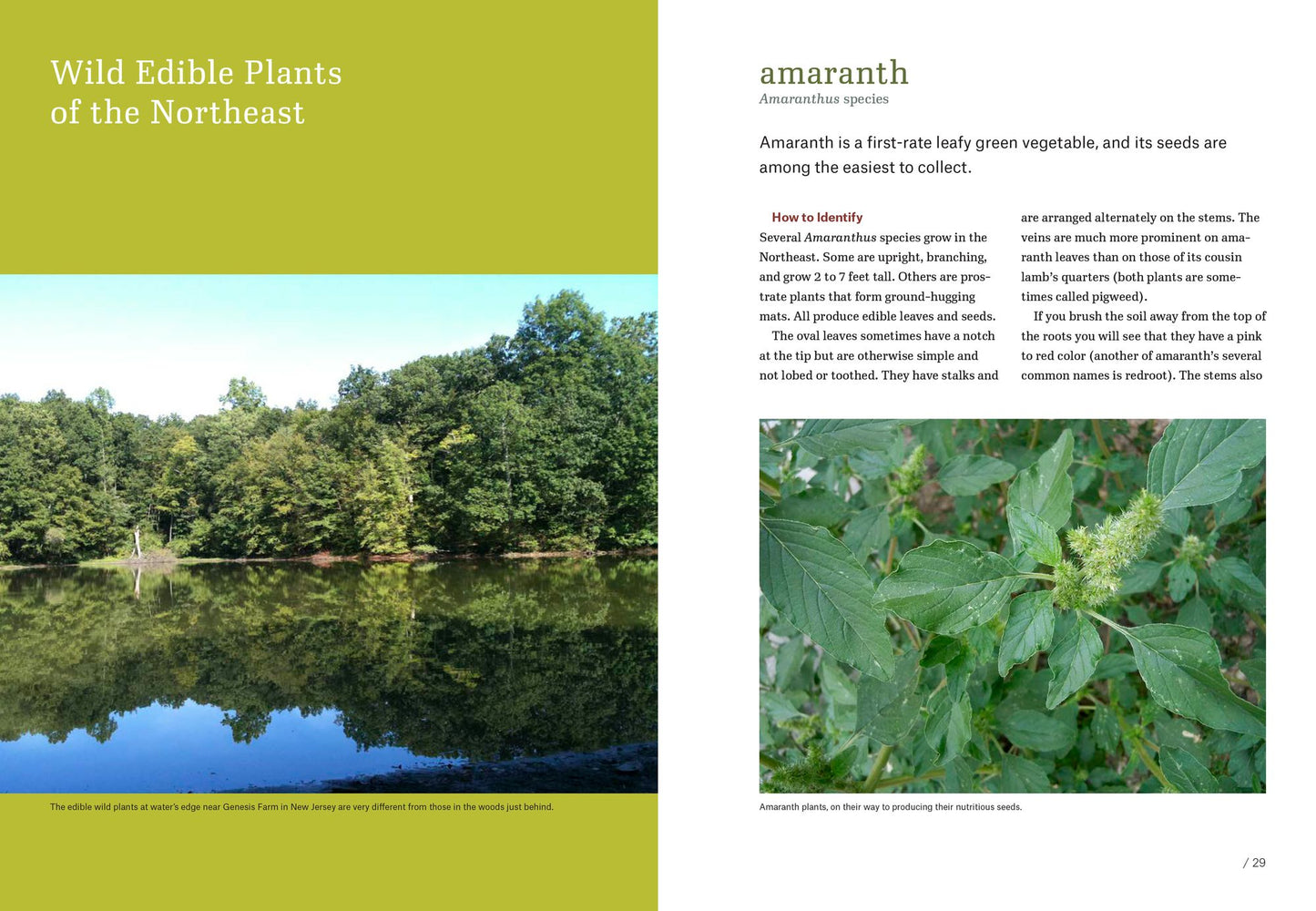 Northeast Foraging: 120 Wild and Flavorful Edibles from Beach Plums to Wineberries