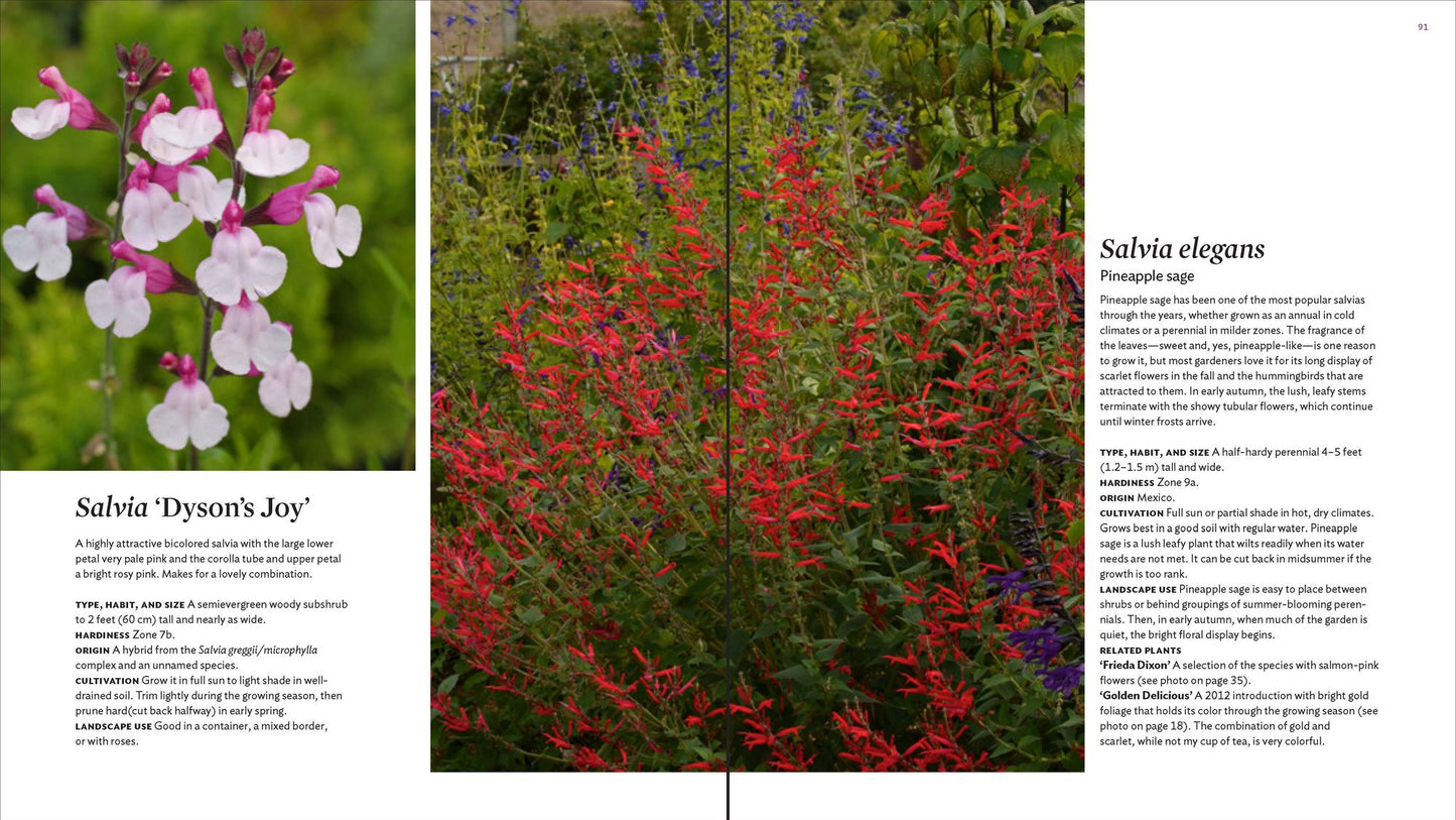 The Plant Lover's Guide to Salvias