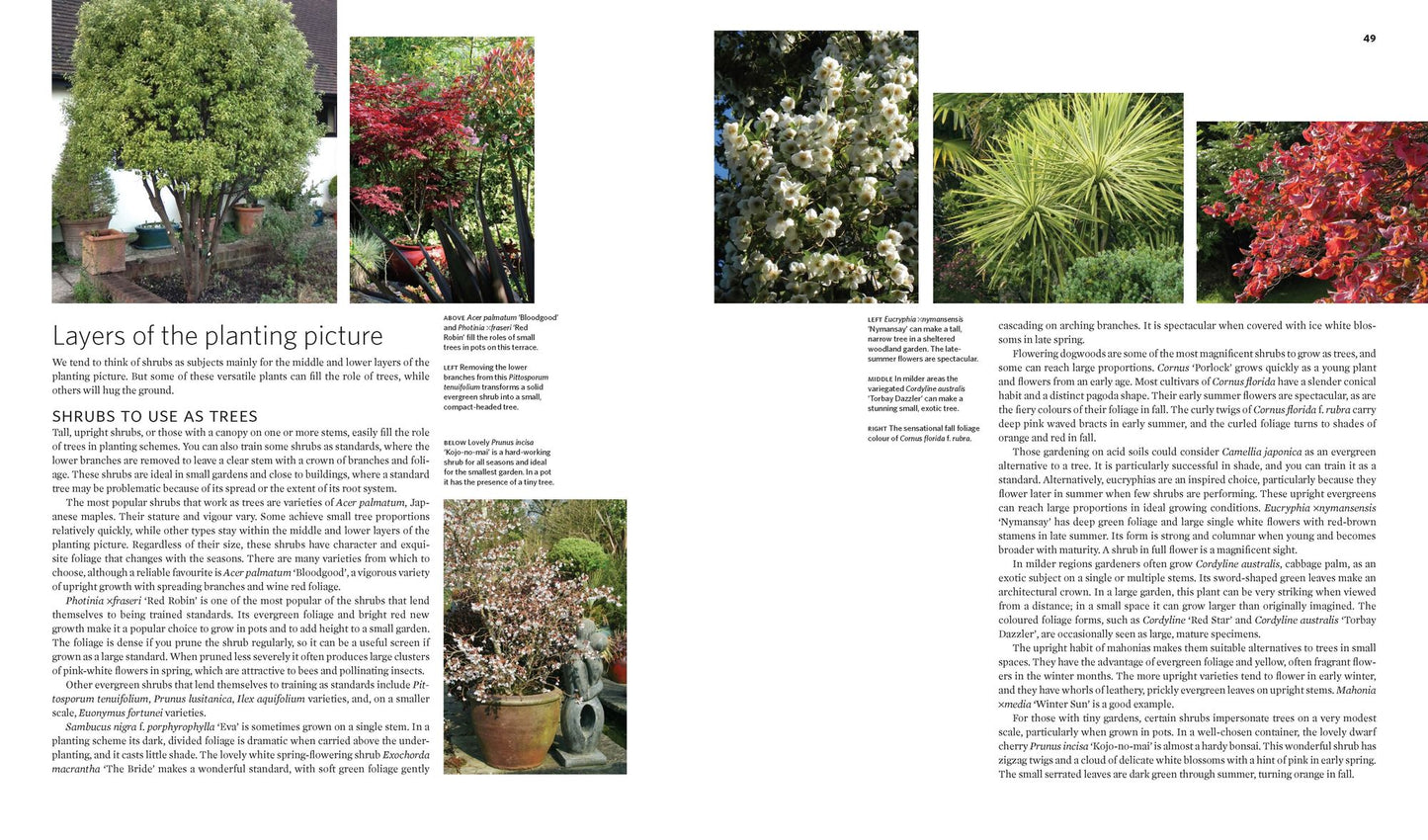 The Creative Shrub Garden: Eye-Catching Combinations for Year-Round Interest