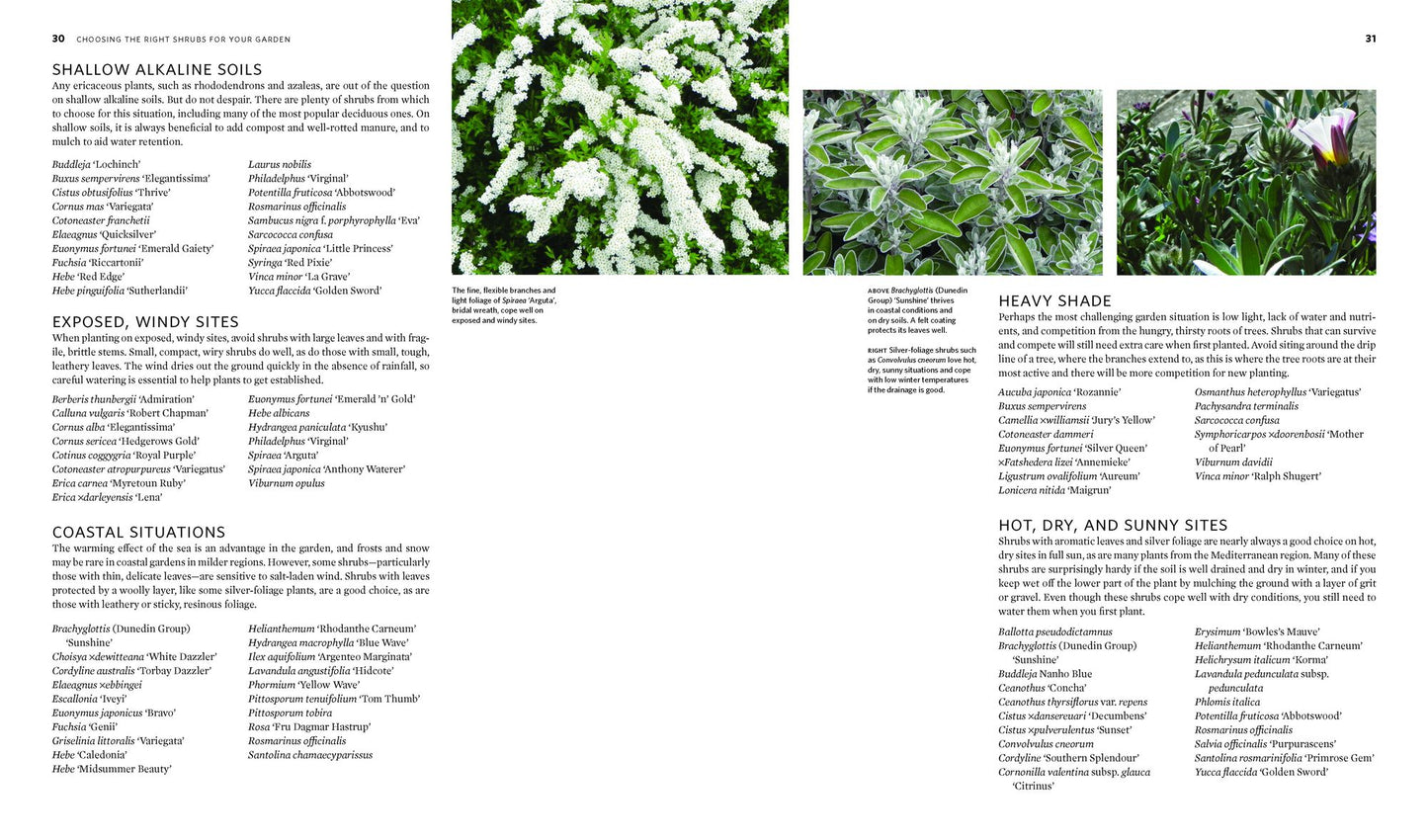The Creative Shrub Garden: Eye-Catching Combinations for Year-Round Interest