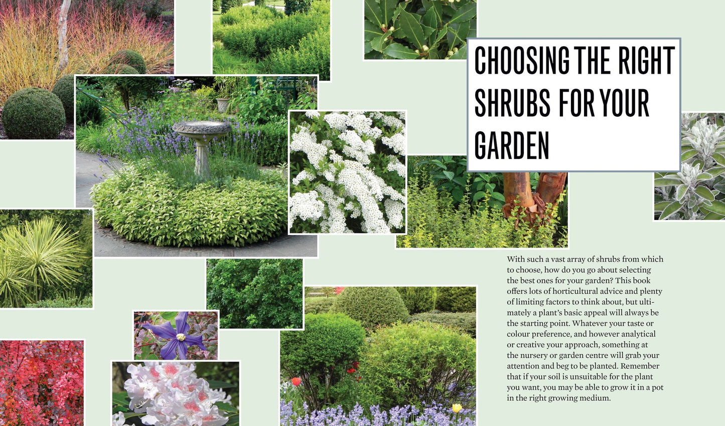 The Creative Shrub Garden: Eye-Catching Combinations for Year-Round Interest
