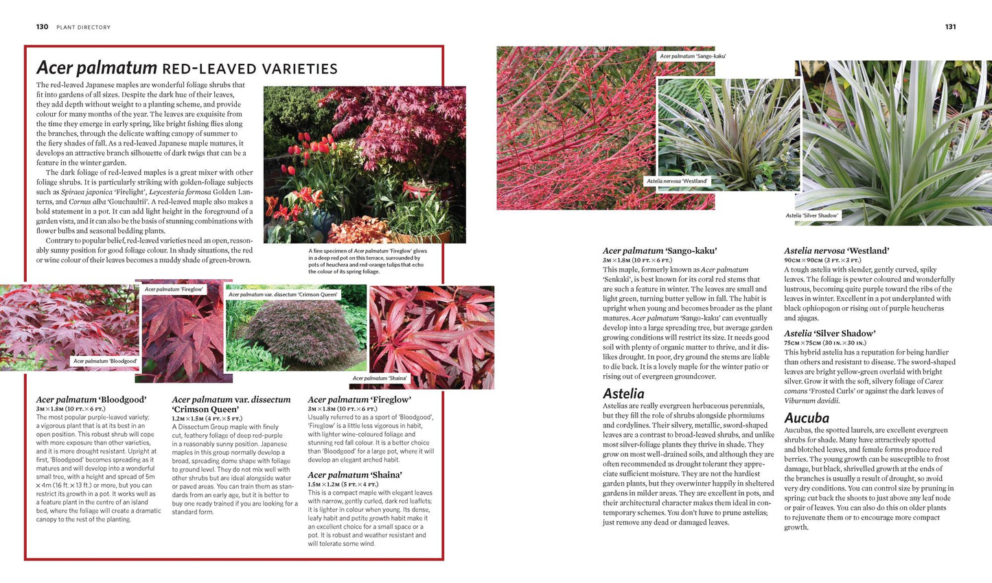 The Creative Shrub Garden: Eye-Catching Combinations for Year-Round Interest