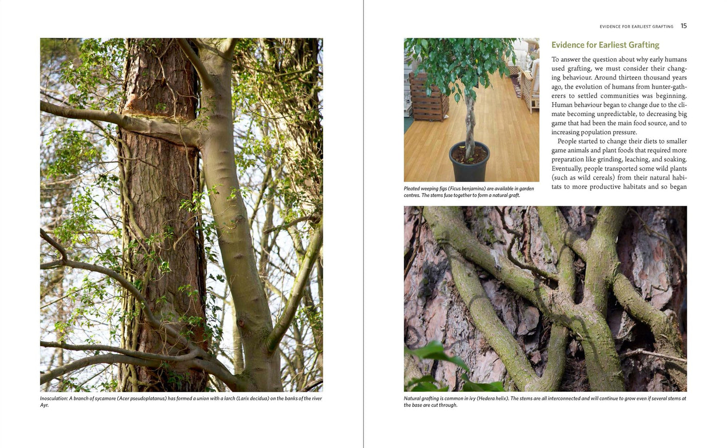 The Manual of Plant Grafting: Practical Techniques for Ornamentals, Vegetables, and Fruit
