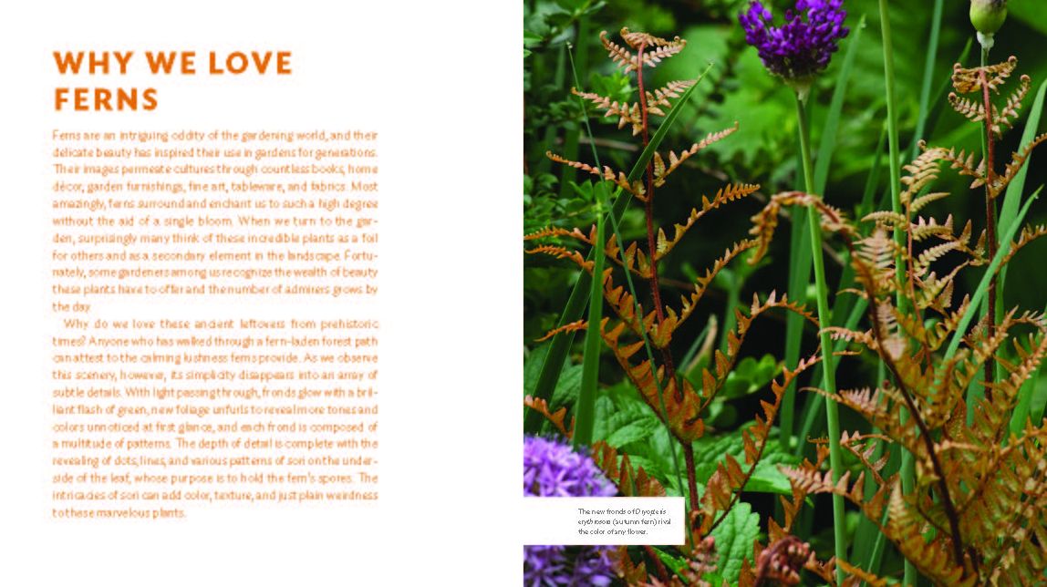 The Plant Lover's Guide to Ferns