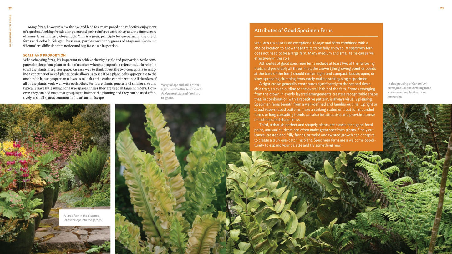 The Plant Lover's Guide to Ferns