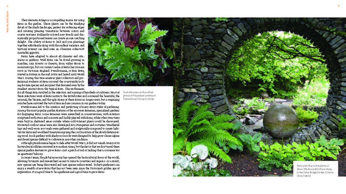 The Plant Lover's Guide to Ferns