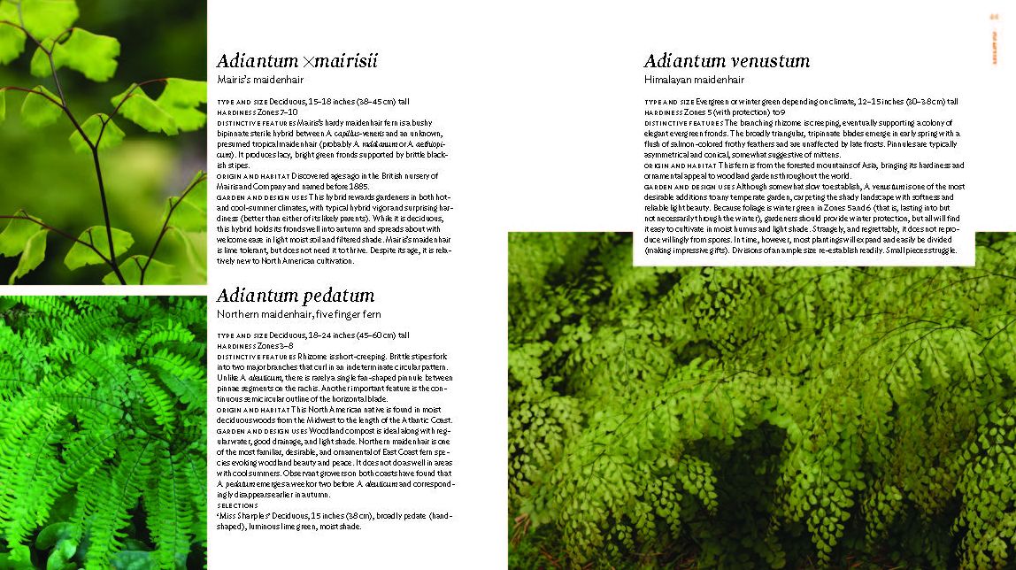 The Plant Lover's Guide to Ferns