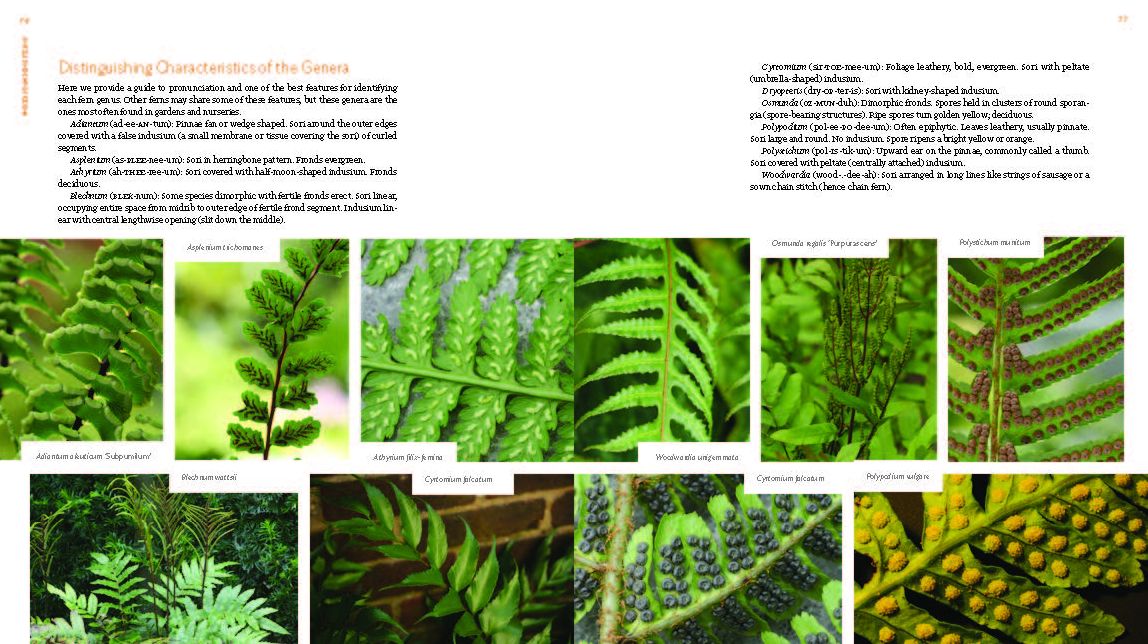 The Plant Lover's Guide to Ferns