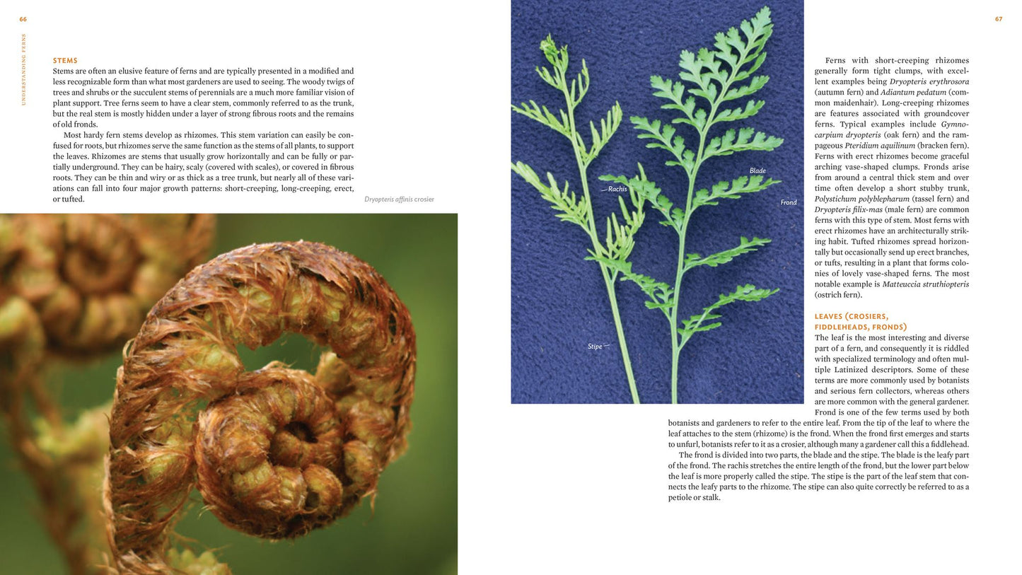 The Plant Lover's Guide to Ferns