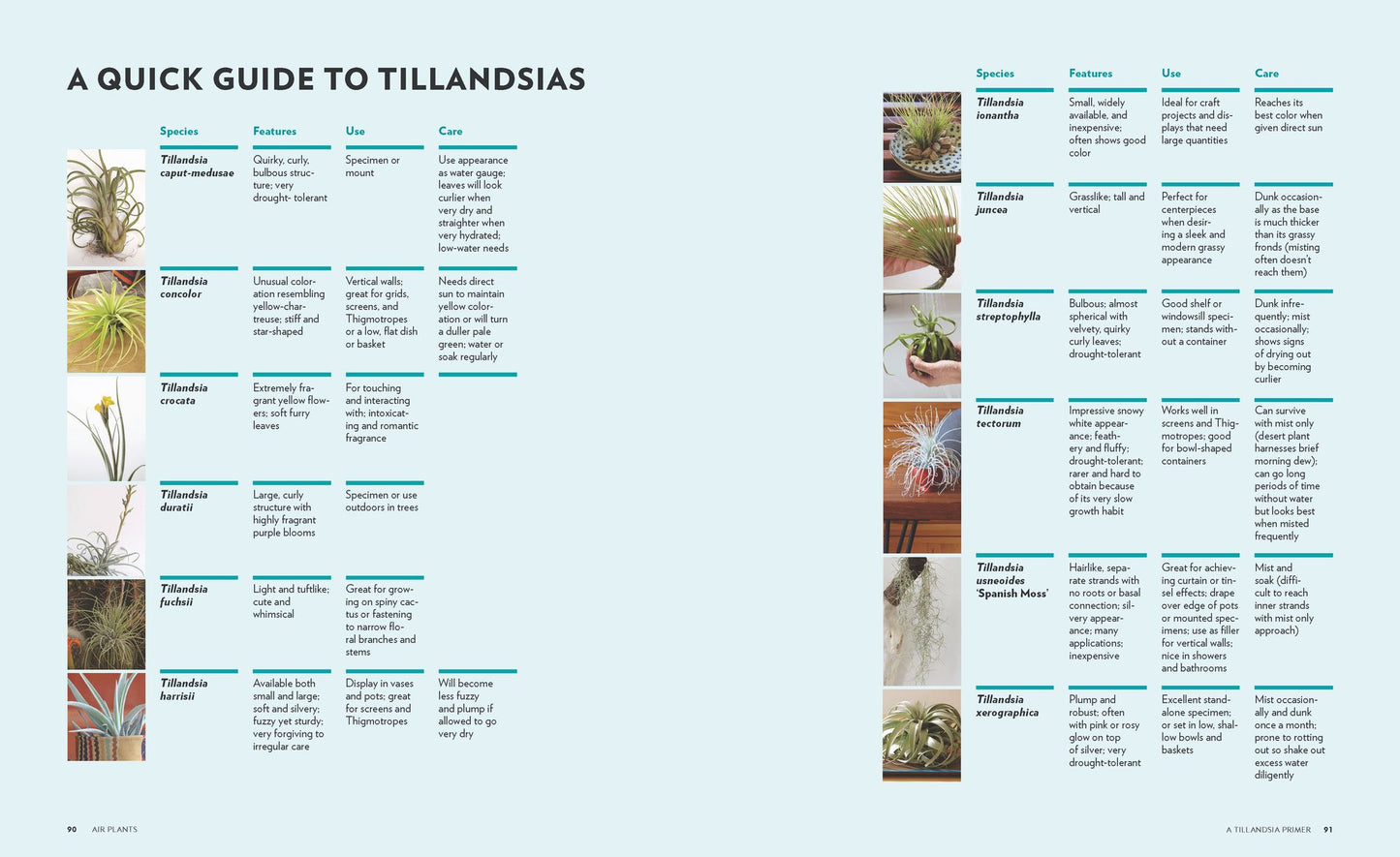 Air Plants: The Curious World of Tillandsias