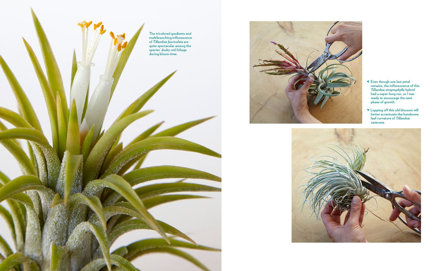Air Plants: The Curious World of Tillandsias