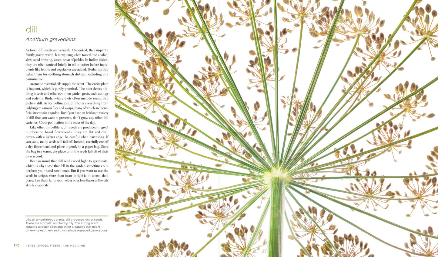 Seeing Seeds: A Journey into the World of Seedheads, Pods, and Fruit