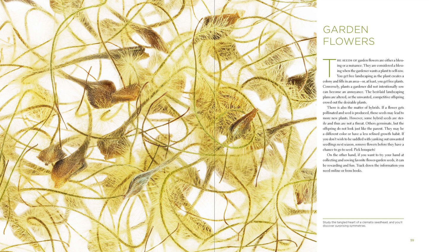 Seeing Seeds: A Journey into the World of Seedheads, Pods, and Fruit