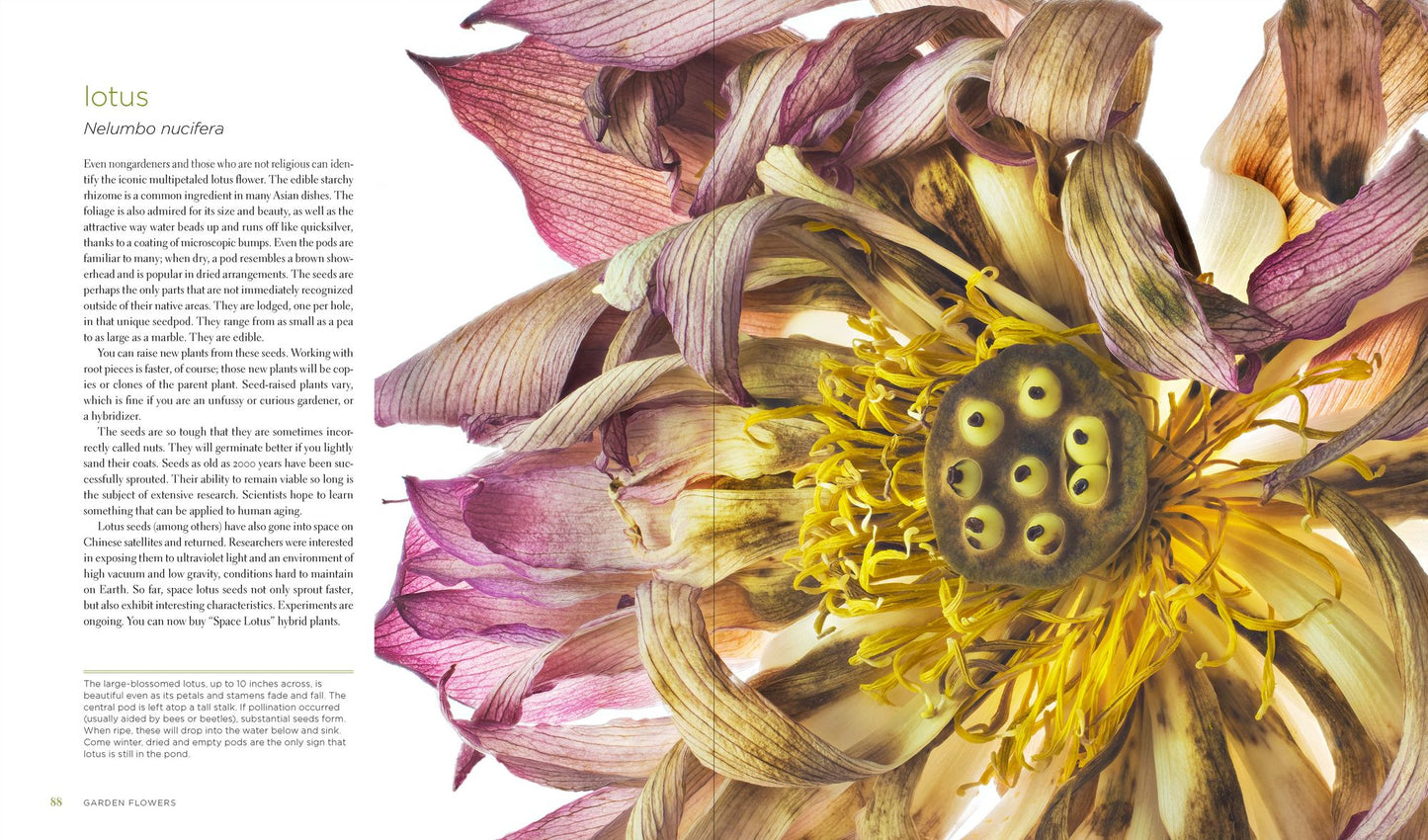 Seeing Seeds: A Journey into the World of Seedheads, Pods, and Fruit