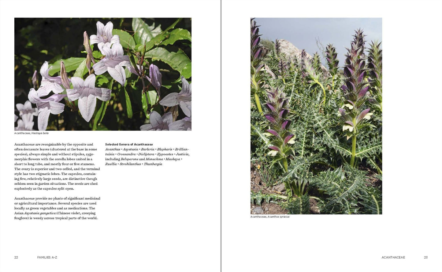 Temperate Garden Plant Families: The Essential Guide to Identification and Classification