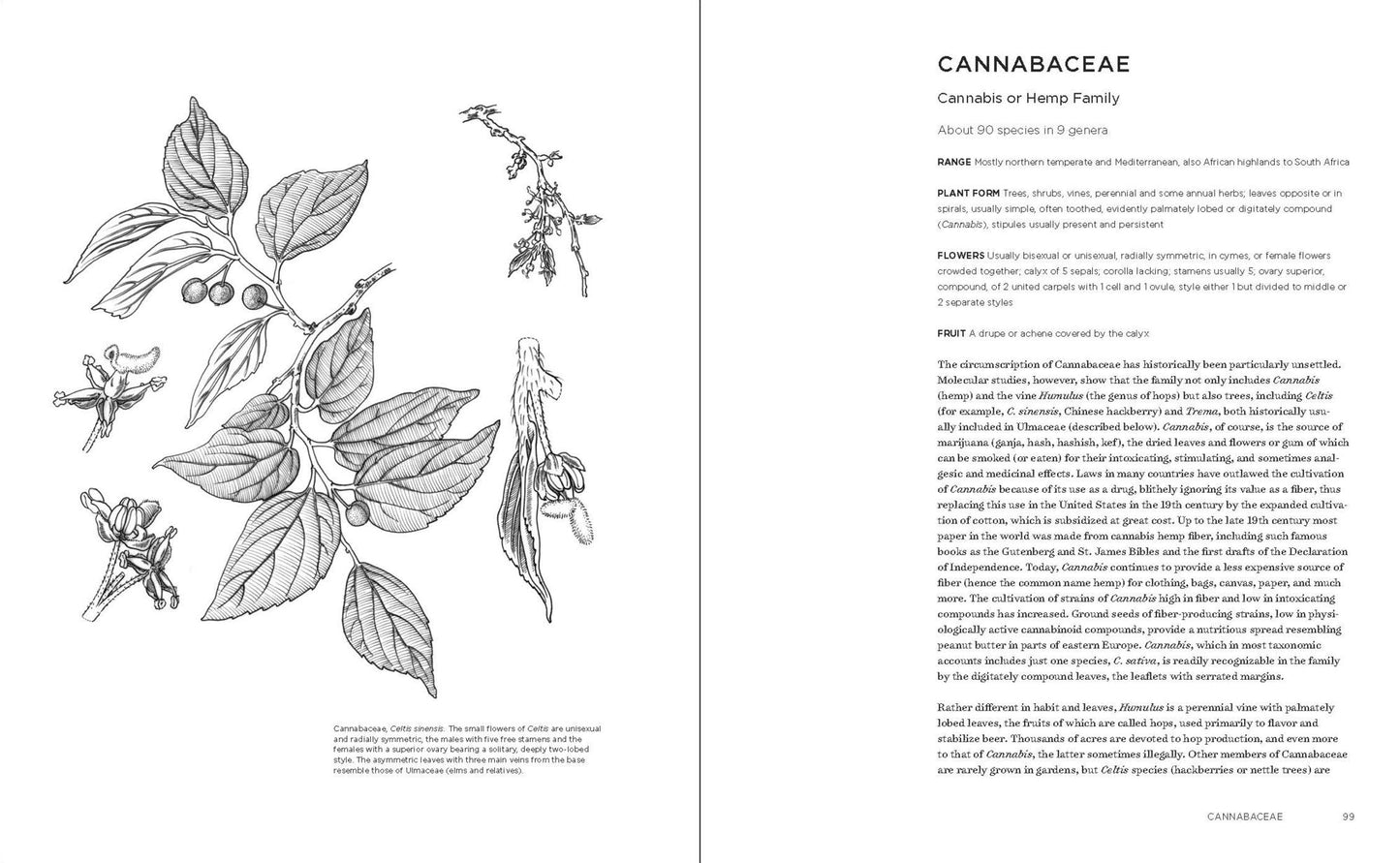 Temperate Garden Plant Families: The Essential Guide to Identification and Classification