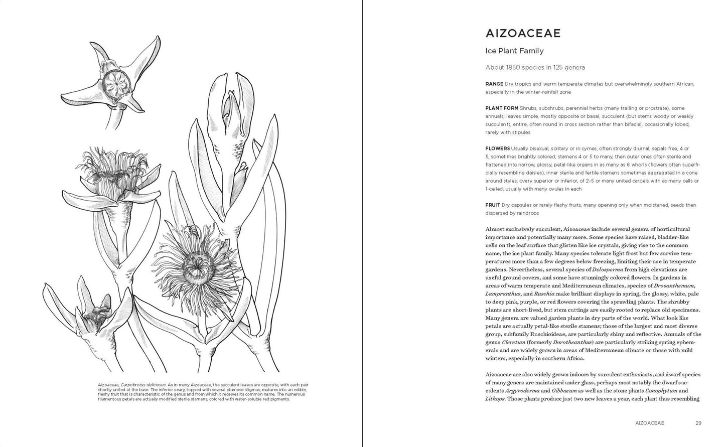 Temperate Garden Plant Families: The Essential Guide to Identification and Classification