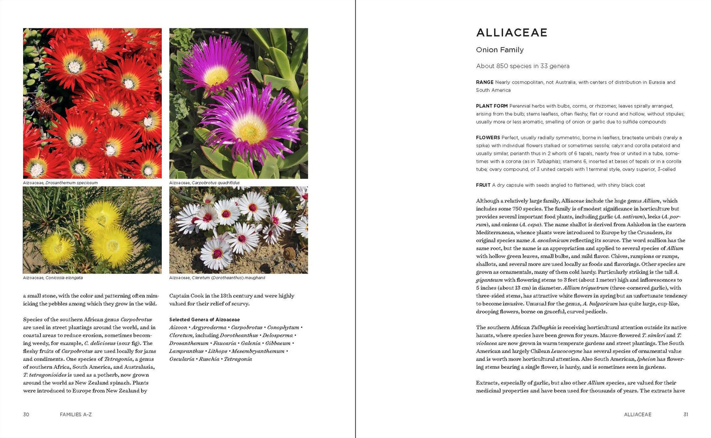 Temperate Garden Plant Families: The Essential Guide to Identification and Classification