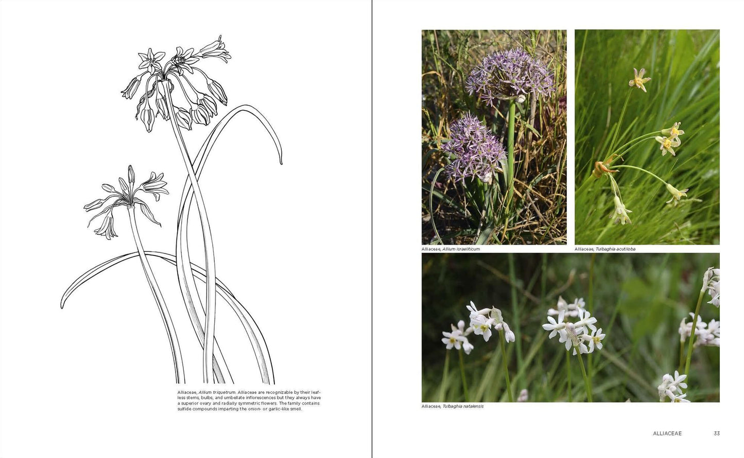 Temperate Garden Plant Families: The Essential Guide to Identification and Classification