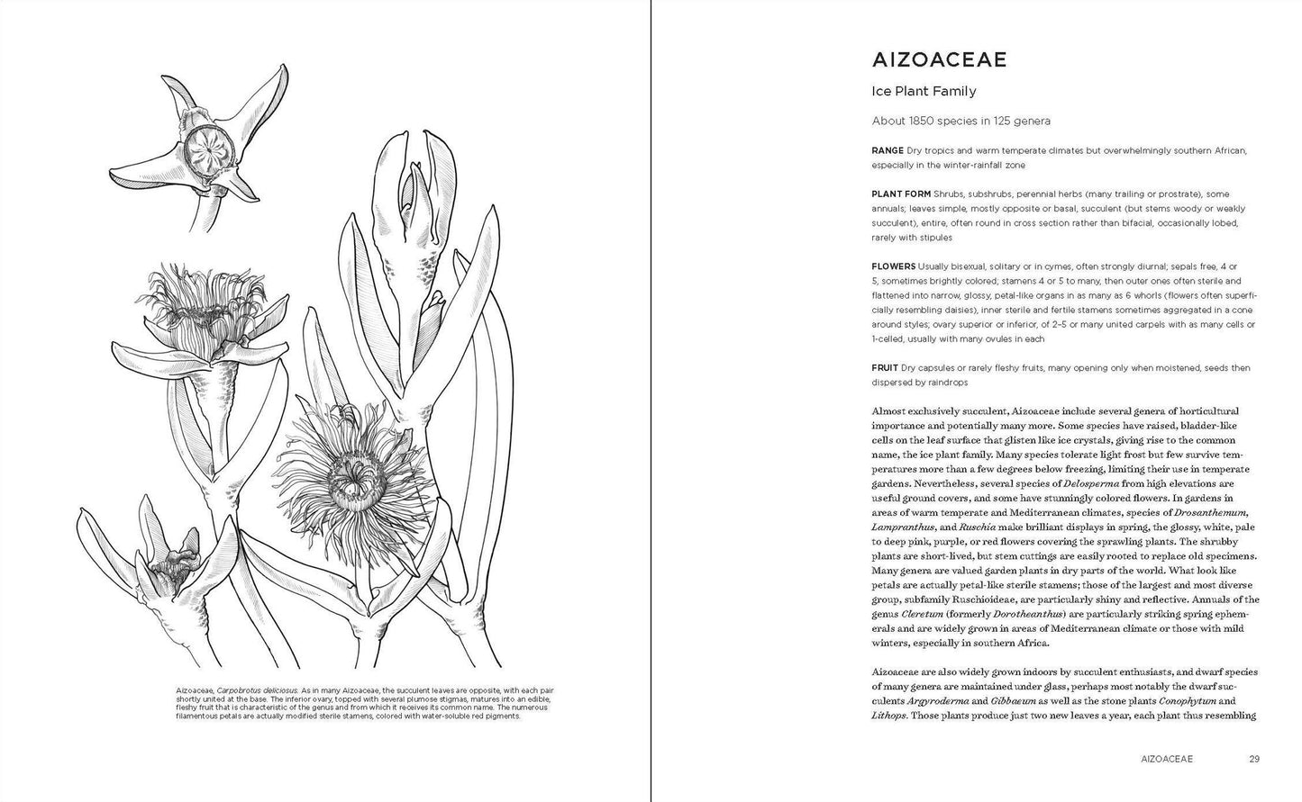 Temperate Garden Plant Families: The Essential Guide to Identification and Classification