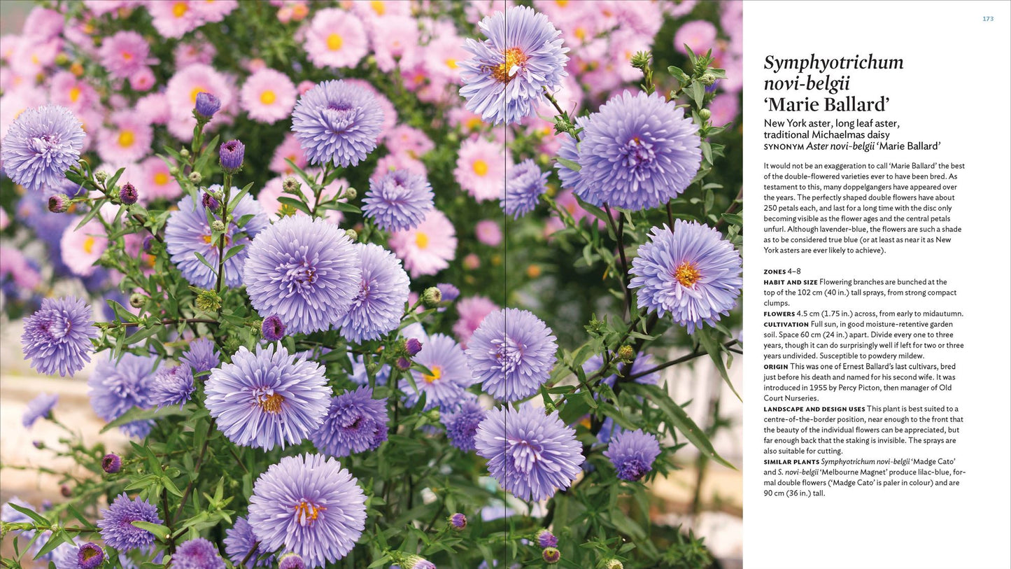 The Plant Lover's Guide to Asters