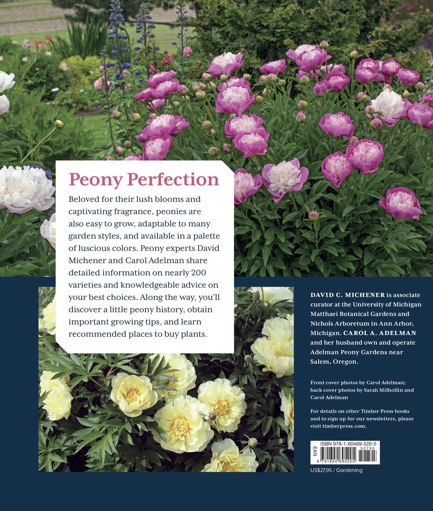 Peony: The Best Varieties for Your Garden
