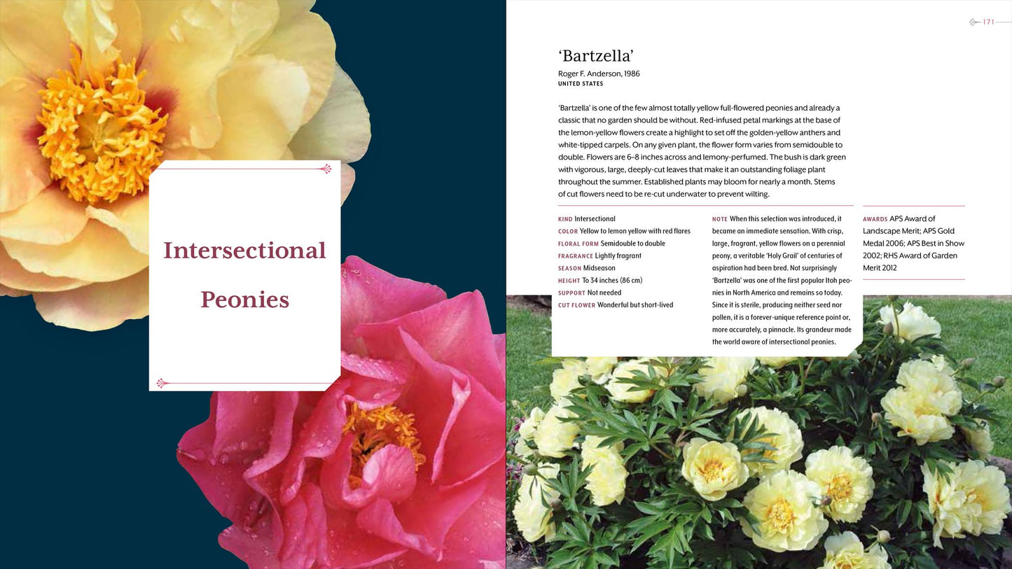 Peony: The Best Varieties for Your Garden