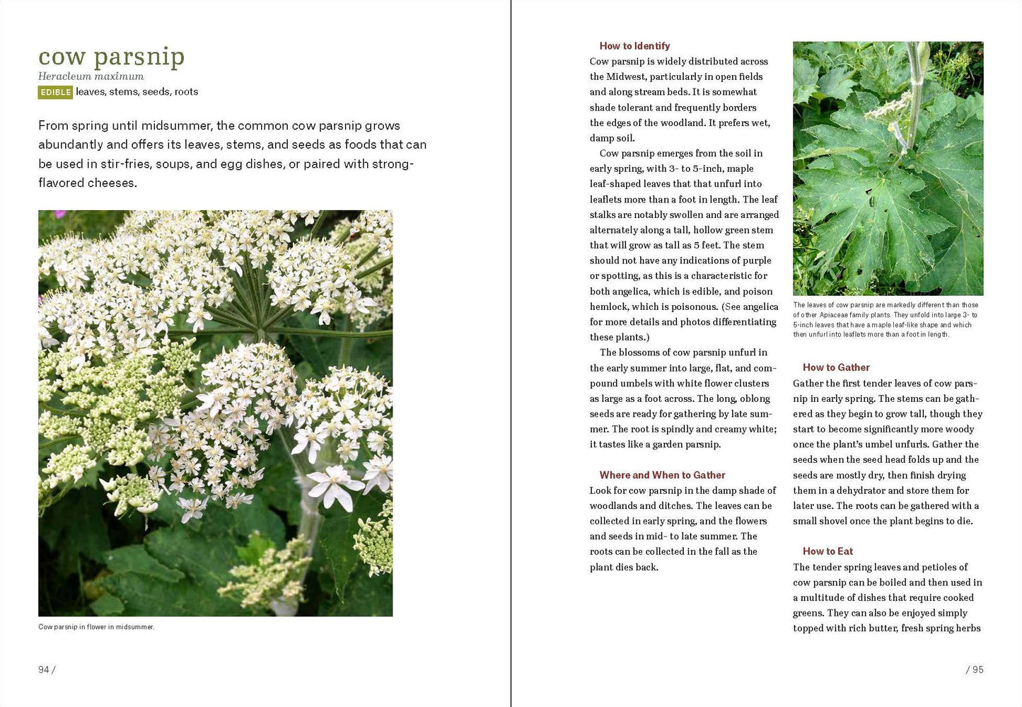 Midwest Foraging: 115 Wild and Flavorful Edibles from Burdock to Wild Peach