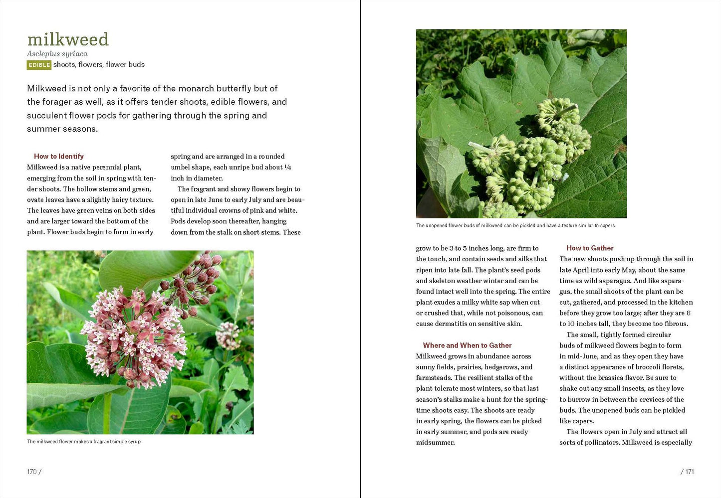 Midwest Foraging: 115 Wild and Flavorful Edibles from Burdock to Wild Peach