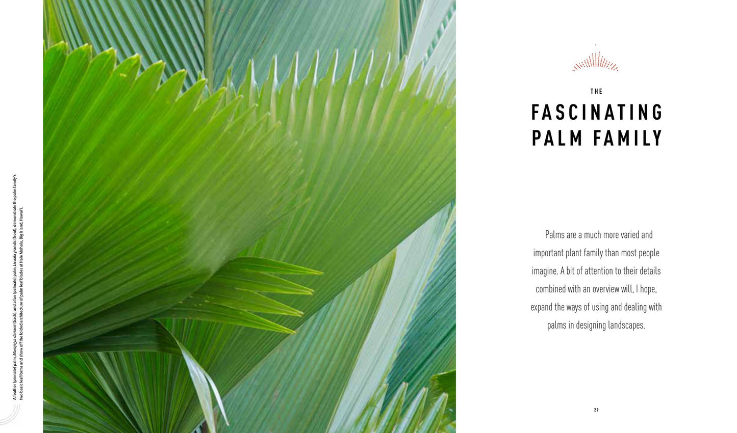 Designing with Palms