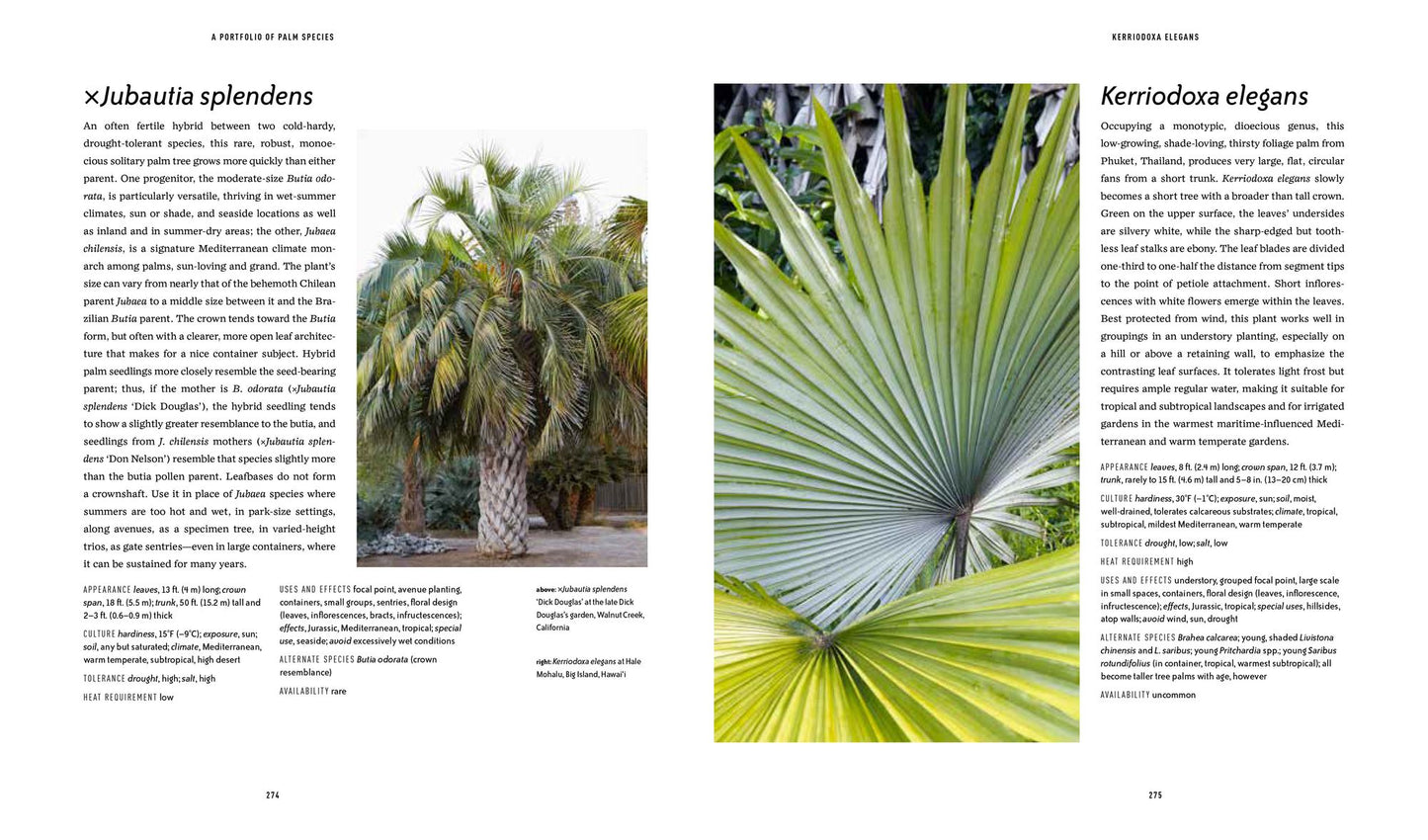 Designing with Palms
