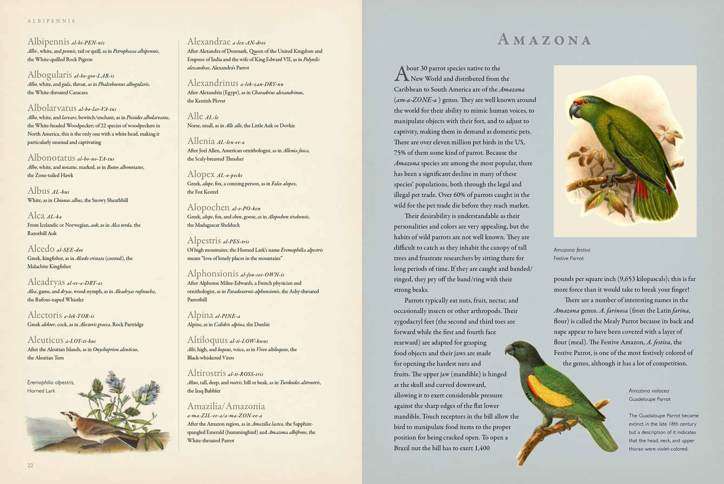 Latin for Bird Lovers: Over 3,000 Bird Names Explored and Explained