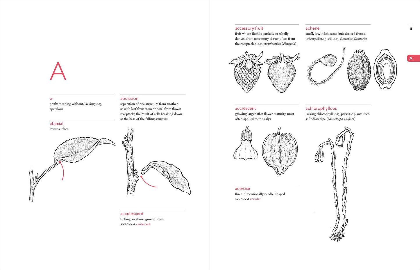 A Botanist's Vocabulary: 1300 Terms Explained and Illustrated
