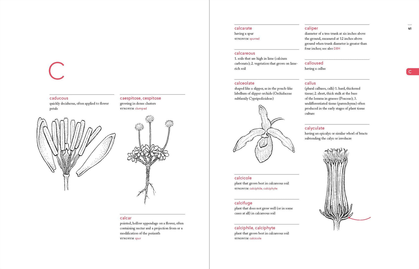 A Botanist's Vocabulary: 1300 Terms Explained and Illustrated