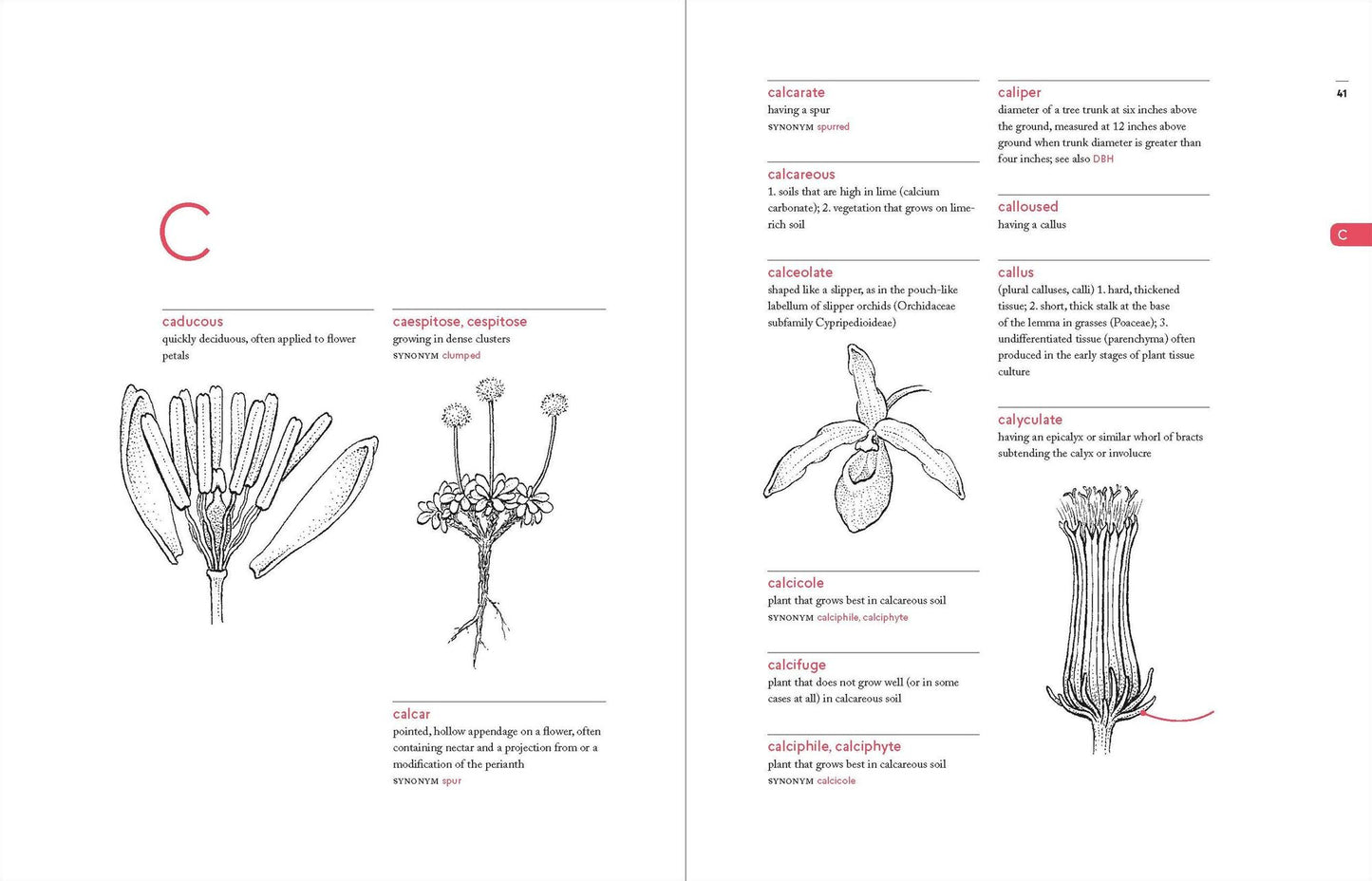 A Botanist's Vocabulary: 1300 Terms Explained and Illustrated