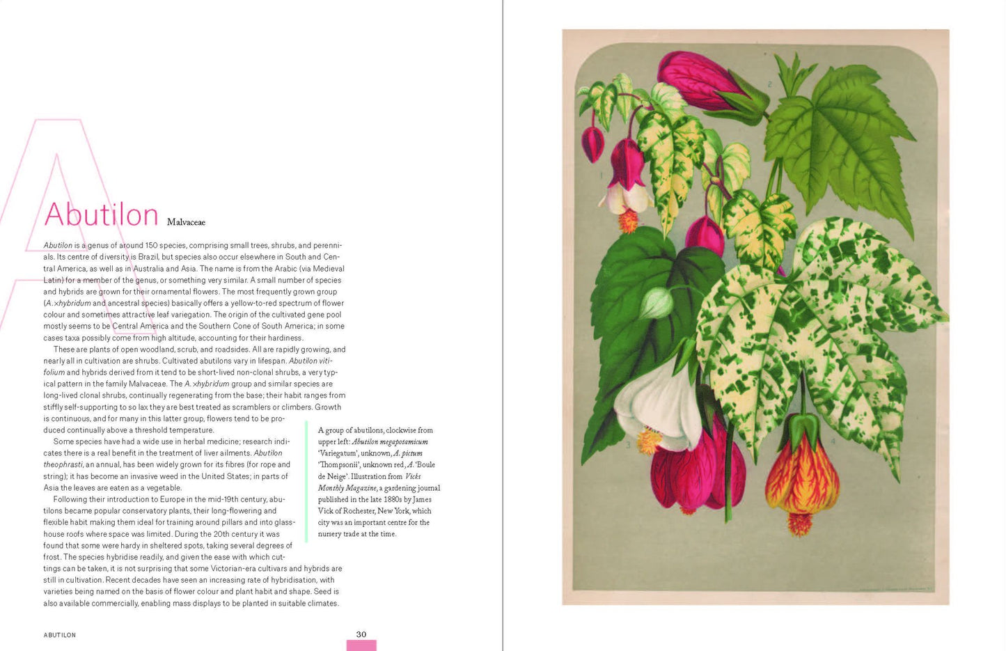 Garden Flora: The Natural and Cultural History of the Plants In Your Garden