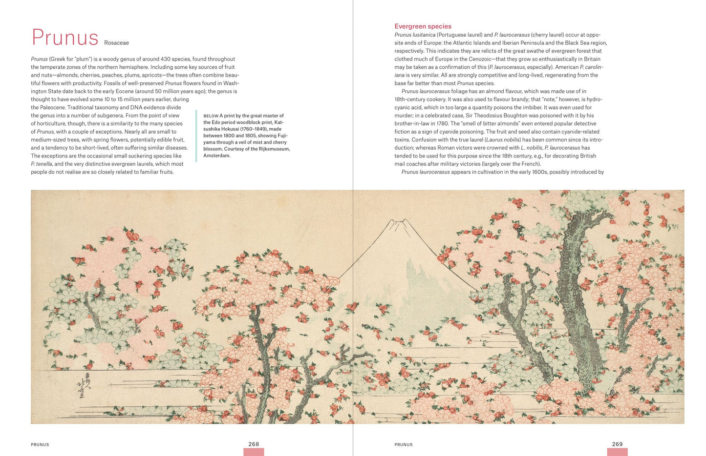 Garden Flora: The Natural and Cultural History of the Plants In Your Garden