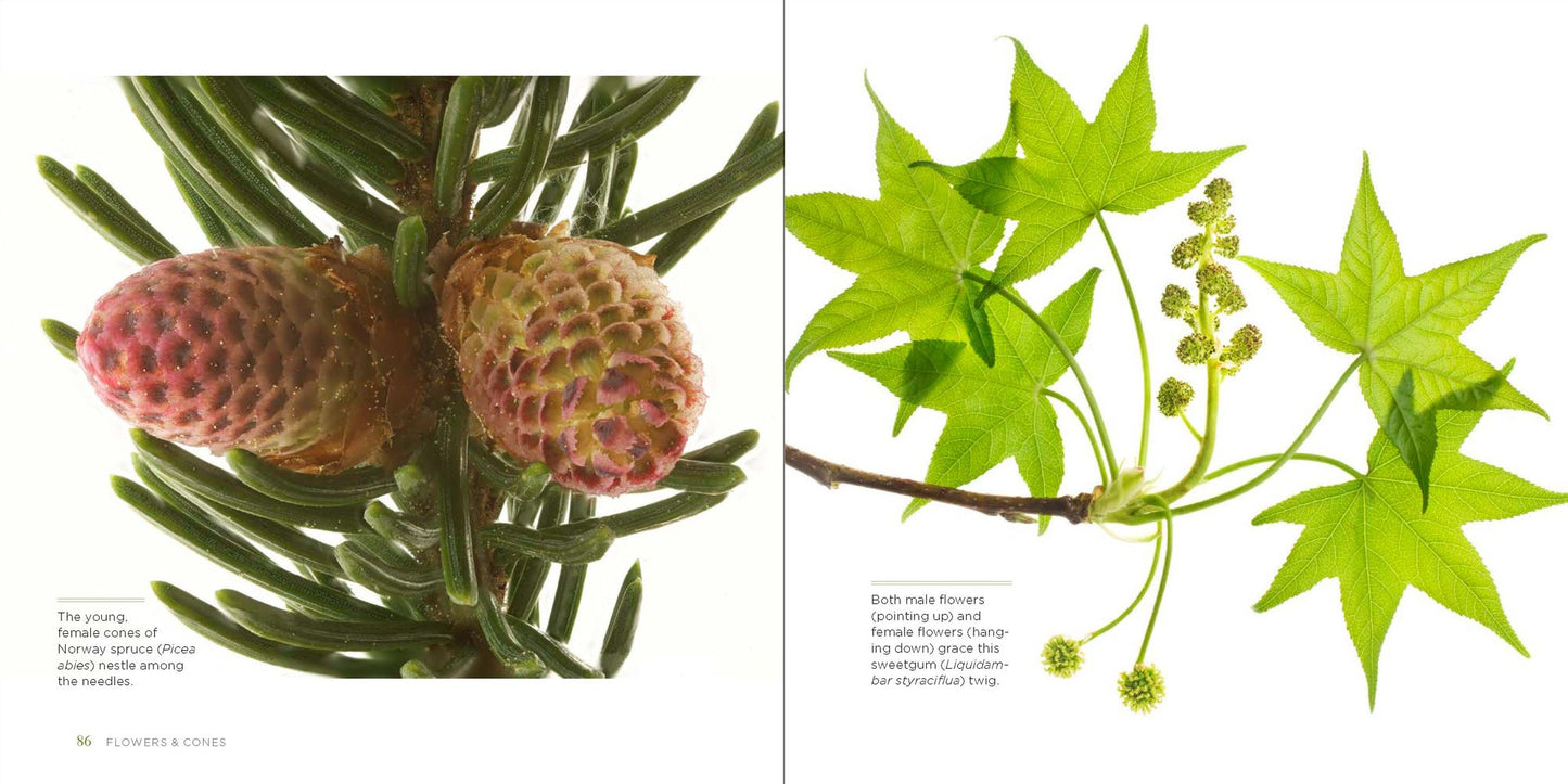 Trees Up Close: The Beauty of Their Bark, Leaves, Flowers, and Seeds
