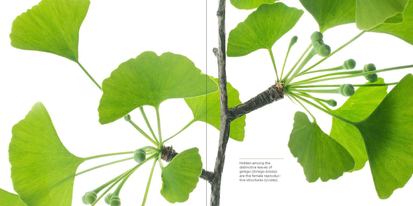 Trees Up Close: The Beauty of Their Bark, Leaves, Flowers, and Seeds