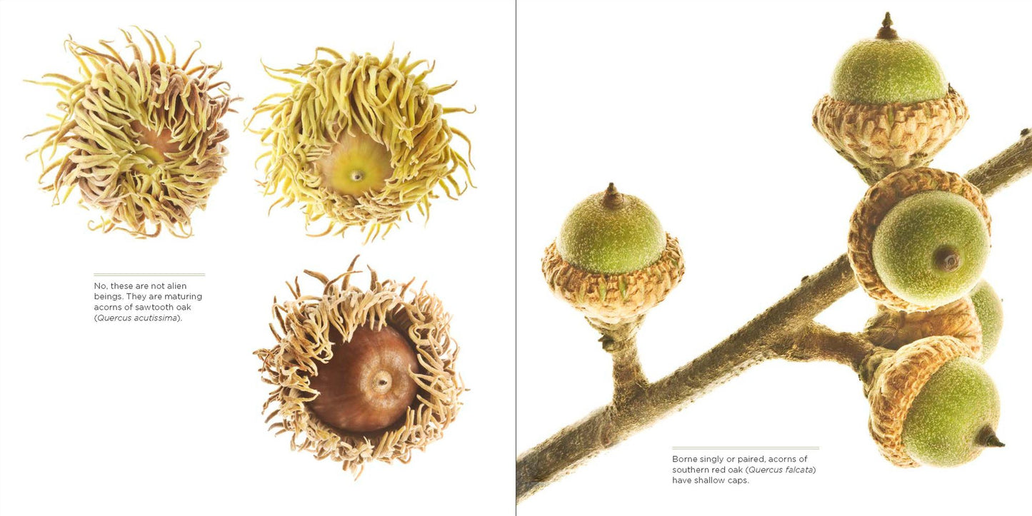 Trees Up Close: The Beauty of Their Bark, Leaves, Flowers, and Seeds