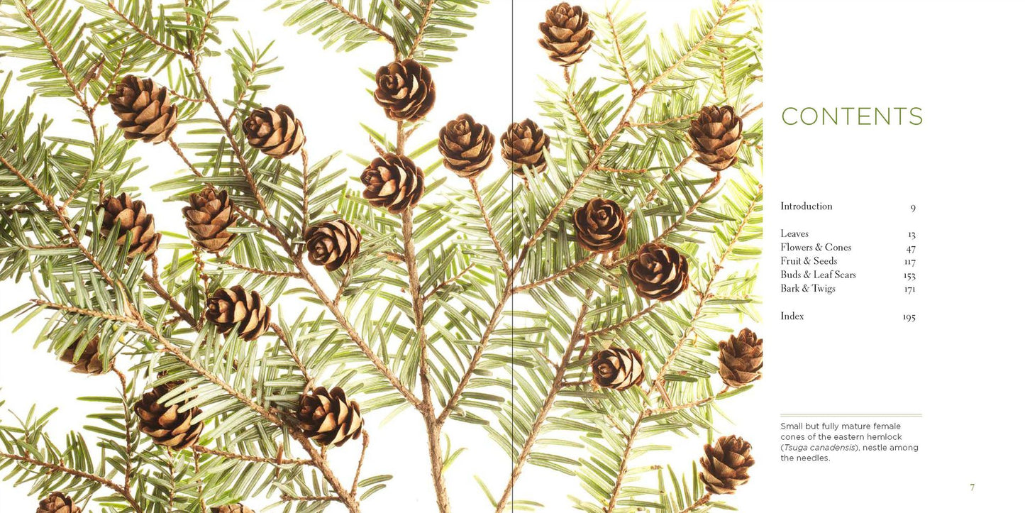 Trees Up Close: The Beauty of Their Bark, Leaves, Flowers, and Seeds