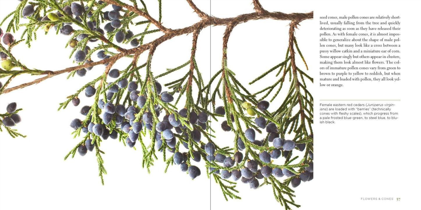 Trees Up Close: The Beauty of Their Bark, Leaves, Flowers, and Seeds