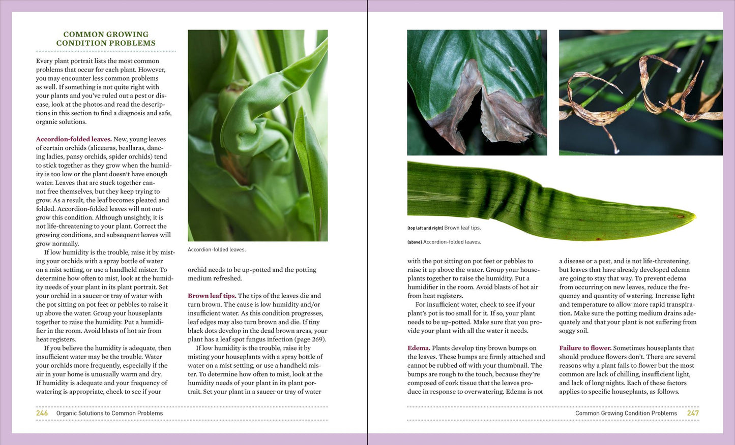 What's Wrong With My Houseplant?: Save Your Indoor Plants With 100% Organic Solutions